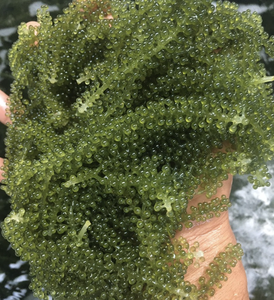 Premium Sea Grape <b>Seaweed</b> Material Used for Food Decoration and Specialty Cuisine, Stable Supply From Vietnam - Product Image 3