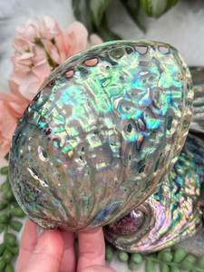Eco Friendly Natural <b>Abalone</b> <b>Shell</b> Decorative Seashell Material for Home Decor Jewelry and DIY Craft Wholesale Vietnam - Product Image 5