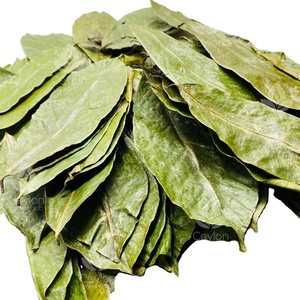 Feuilles de corossol séchées au soleil naturel du Vietnam, sélection botanique premium, soigneusement traitées, propres, aromatiques, conformes aux normes d'exportation - Product Image 4