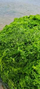 ULVA LACTUCA SEC/POUDRE D'ALGUES VERTES (alimentation animale/engrais) /Ms. Lily - Product Image 2