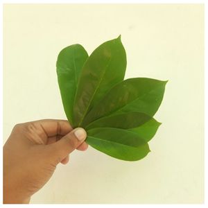 Feuilles de corossol naturelles sélectionnées pour le thé – Approvisionnement en vrac - Product Image 4