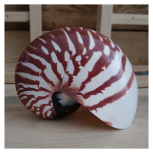 Concha de Nautilus de Vietnam para Decoración de Acuarios, Proyectos de Arte y Manualidades, y Decoración del Hogar, con Suministro al por Mayor y Buen Precio - Product Image 1