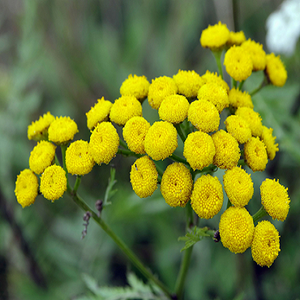 Huile Essentielle de Tanaisie Bleue (Tanacetum Annuum) – Fournisseur en Gros pour l'Aromathérapie, les Soins de la Peau et la Beauté - Product Image 1