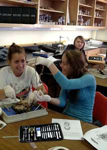 Kit de dissection avancé de 36 pièces pour laboratoire de biologie et anatomie, haute qualité à bas prix par Dentavex - Product Image 3