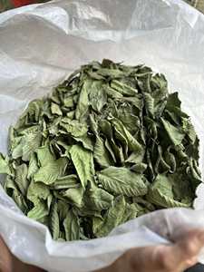 Hojas de guayaba secas de grado exportación, ideales para suplementos herbales y aplicaciones cosméticas, que cumplen con las normas internacionales de seguridad. - Product Image 6