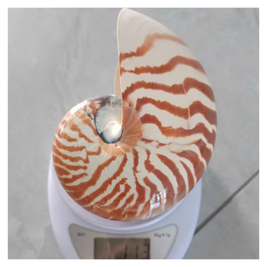 Coquille de Nautilus Naturelle pour Décoration, Aménagement d'Aquarium et Projets de Bricolage, Commandes en Gros et Meilleur Prix - Product Image 1
