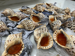 เปลือกหอยทรัมเป็ตขัดเงาขนาดใหญ่ 40 ซม. ขึ้นไป เปลือกหอยไทรทัน เปลือกหอยควีนสเนล วัสดุธรรมชาติ เวียดนาม 99GD - Product Image 5