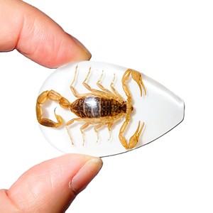 Scorpion doré, spécimen réel, cabochon en plastique, coupe poire, 46x30 mm, blanc, fond plat, pour artisanat et fabrication de bijoux - Product Image 2