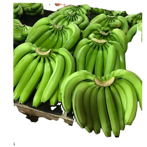 Bananes vertes Cavendish, fraîches, non mûres, de qualité supérieure, pour la cuisson, la friture, l'ébullition et l'utilisation alimentaire commerciale - Product Image 3