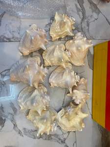 SEASHELL FORMES NATURELLES UNIQUES POUR BOUGEOIRS ET PROJETS DÉCORATIFS D'ŒUVRES EN RÉSINE DU VIETNAM - Product Image 6