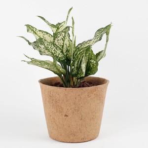 Jardinière de noix de coco du Vietnam biodégradable et écologique, pots compressés en coco naturel, prêt à être expédié - Product Image 4