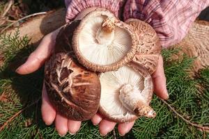 Hongos Shiitake Secos y Blanqueados Silvestres VIETDELTA Premium, Naturales, Saludables y Comestibles, 1 kg, Venta al por Mayor, Proveedor OEM ODM, 2 Años de Duración - Product Image 4