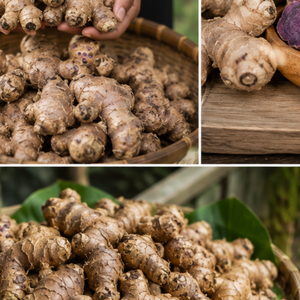 Raíz de Jengibre Negro Joven Fresca de Primera Calidad, Kaempferia Parviflora, para Productos de Salud a Base de Hierbas, Alimentos Funcionales, Bebidas Energéticas Naturales - Product Image 5