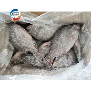 Embalaje personalizado 10lbs 10kg por caja tilapia negra a la venta todo redondo todos los tamaños IQF IWP IVP pescado congelado tilapia pescado