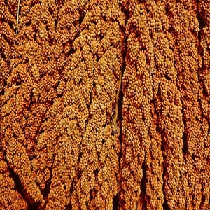 Millet Rouge Sain : Ingrédient Naturel Riche en Nutriments, Idéal pour les Bouillies, les Mélanges de Farine et Diverses Recettes - Product Image 4
