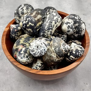 Coquillages marins de grande taille à vendre, coquillages naturels et autres décorations pour aquarium. - Product Image 2
