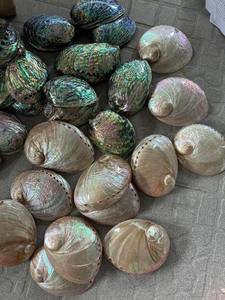 Coquilles d'ormeaux naturelles polies entières, écologiques, du Vietnam, 99 GOLD DATA Enid, pour la décoration de la maison et la fabrication de bijoux artisanaux - Product Image 2