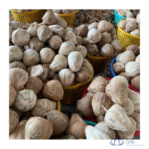 มะพร้าวสดทั้งลูกเกรดพรีเมียม สีน้ำตาลอ่อน แบบกึ่งปอกเปลือก สำหรับอุตสาหกรรมอาหาร การปรุงอาหาร และการสกัดน้ำมัน บลูโลตัสฟาร์ม ขายดี - Product Image 1