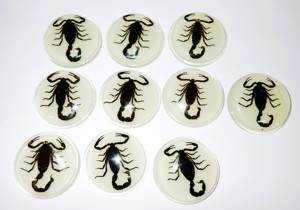 Cabujón de Plástico con Espécimen Real de Escorpión Negro, Redondo, 38.5x38.5 mm, Base Plana Brillante para Manualidades y Joyería - Product Image 5