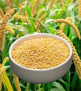Millet à queue de renard (Kangni) Grain entier Sans gluten Naturel et certifié - Product Image 3