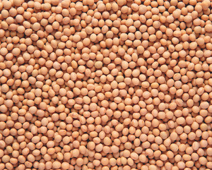 Venta al por Mayor de Semillas de Soya Orgánicas Frescas y Secas, Mejor Precio, Venta de Soya a Granel, Alta Calidad y Gran Stock, Envío Rápido - Product Image 1