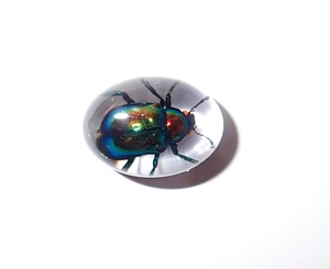Cabochon ovale en plastique avec spécimen réel de Coléoptère à feuilles brillantes, 12x18 mm, fond plat transparent, pour artisanat et fabrication de bijoux - Product Image 3