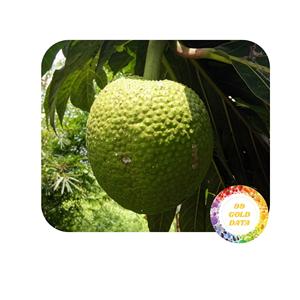BEST SELLING VIETNAM FROZEN BREADFRUIT WHOLESALE 100% NATURAL GOOD QUALITY WITH LOW PRICES - Product Image 4