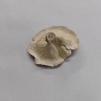 Plantes séchées botaniques, douces, délicates, naturelles, matière végétale sèche, champignons dorés, écologiques pour pot-pourri, aquariums, bricolage