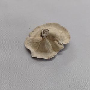 Plantes séchées botaniques, douces, délicates, naturelles, matière végétale sèche, champignons dorés, écologiques pour pot-pourri, aquariums, bricolage - Product Image 6