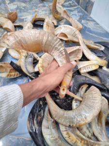 Shofar en corne de bélier de la meilleure qualité, corne naturelle pour le soufflage et à des fins religieuses, shofar casher poli fait à la main en Inde - Product Image 6