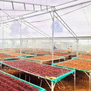 Prix du café du Vietnam Premium Robusta Honey 18 Grade 1 60kg Sac de jute Approvisionnement d'usine Taux de maturité élevé 90% à l'écran 18 - Product Image 5