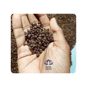 SEMILLAS DE PAPAYA SECAS BEST CHOICE, Fuente Limpia, Calidad Premium, Aptas para Cocinar y como Especias, Realzan el Sabor - Product Image 1