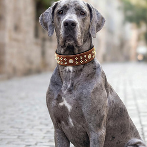 Durable Metal <b>Braided</b> Multi-functional England Style Dogs Pet Collars for All Seasons Stylish Design Wholesale - Product Image 6