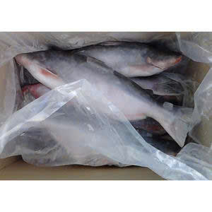 Pangasius Congelado de Vietnam, Pescado Entero de Primera Calidad, 30-45cm de Largo, Congelado en Bloque IQF, Tamaños Personalizados, Etiqueta Grado A/B, Pieza - Product Image 3