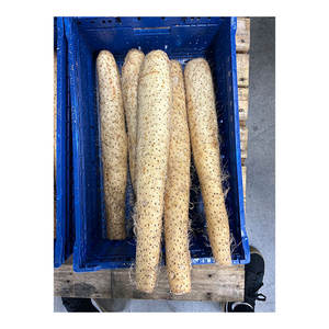 Yam chino de excelente calidad, textura densa, sabor rico, verduras frescas - Product Image 1