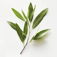 Aceite Esencial de Árbol de Té Puro de Primera Calidad, Suministro Natural al por Mayor para Aromaterapia y Formulaciones Cosméticas - Katyani Exports