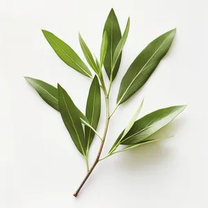 Premium Quality Pure Tea Tree Essential Oil Natural Wholesale Supply for Aromatherapy & Cosmetics Formulations - Katyani Exports - Product Image 6