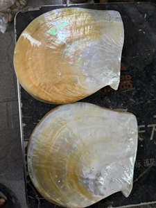 Collection de coquillages du Vietnam, art populaire écologique, fabriqué à partir de coquillages naturels, pour la décoration de plage, artisanat fait main, décoration d'événements - Product Image 6