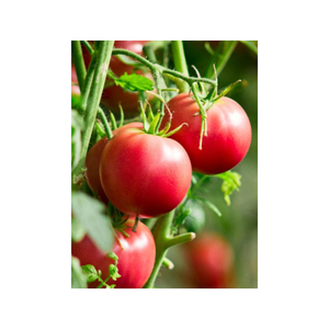 Tomates Cherry Frescos/ Tomates Frescos - Product Image 2