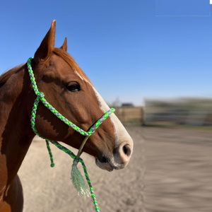 Halter de cuerda para caballo al por mayor con accesorios de ferretería, proveedor australiano de equipo de equitación de sendero - Product Image 3