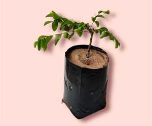 Bolsas de Cultivo Negras de 20L, Transpirables, para Plantas, Vegetales y Flores - Product Image 1