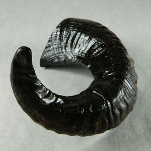 Corne de bélier naturelle polie, pièce individuelle de corne de mouton, finition lisse et brillante, fourniture artisanale, matériau DIY, composant, vente en gros, exportation - Product Image 1