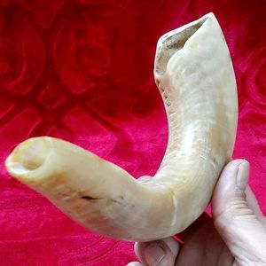 Shofar traditionnel courbé en corne de bélier, instrument de musique artisanal naturel pour usage religieux et cérémoniel - Product Image 1