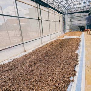 Granos de Café Verde Arábica Catimor de Especialidad, Procesamiento Natural de Vietnam, Criba 16, Alta Calidad, Empaque de 40 kg - Product Image 4