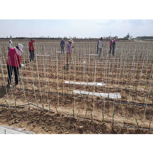 แท่งไฟเบอร์กลาส เสาไฟเบอร์กลาส แท่งไฟเบอร์ FRP - Product Image 3