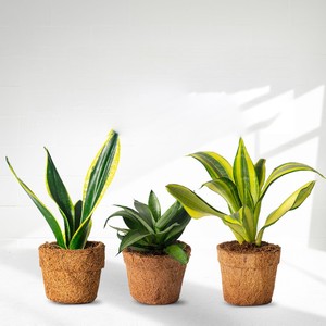 Kit de sistema de cultivo hidropónico para plantas pequeñas biodegradables Semillas de fibra de coco Plantación de macetas de coco - Product Image 2