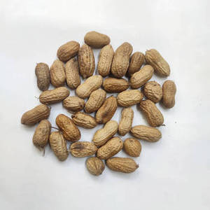 Arachides grillées indiennes de qualité supérieure à texture croustillante pour les acheteurs d'ingrédients alimentaires et les entreprises mondiales de distribution de snacks - Product Image 6