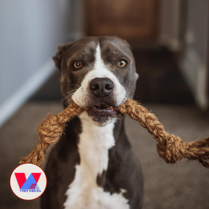 Juguete Ecológico para Perros de Cuerda de Coco, Fibra Biodegradable para Masticar, Juguete para Limpiar los Dientes, Suministro No Tóxico para Mascotas - Product Image 2