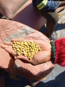 Graines de soja biologiques non-OGM séchées, traitées par lyophilisation, origine Tanzanie, 25 kg en vrac, vente en gros pour l'alimentation des volailles et la nutrition animale - Product Image 5