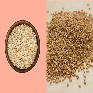 Cebada Maltada a Granel, Grano de Cebada Listo para Exportar ! - Product Image 3